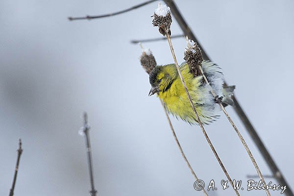 Czyż, czyżyk Carduelis spinus, samiec