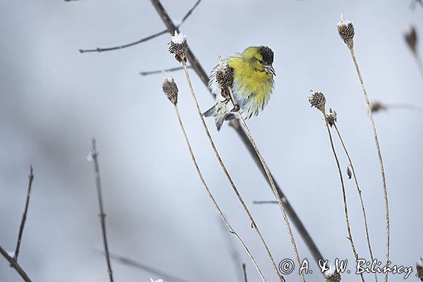 Czyż, czyżyk Carduelis spinus, samiec