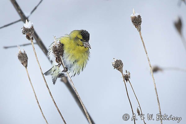 Czyż, czyżyk Carduelis spinus, samiec