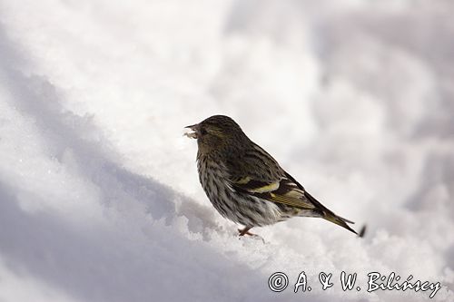 czyż, czyżyk Carduelis spinus