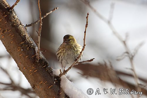 czyż, czyżyk Carduelis spinus