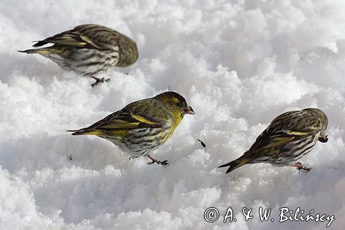 czyż, czyżyk Carduelis spinus