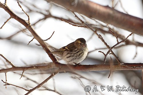 czyż, czyżyk Carduelis spinus