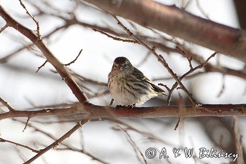 czyż, czyżyk Carduelis spinus