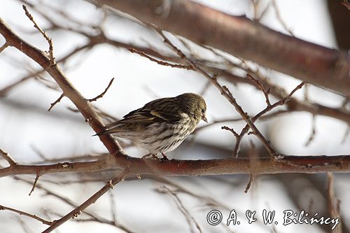 czyż, czyżyk Carduelis spinus