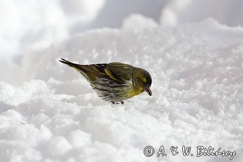 czyż, czyżyk Carduelis spinus