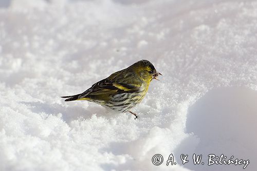 czyż, czyżyk Carduelis spinus