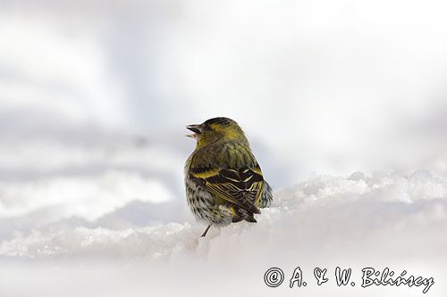 czyż, czyżyk Carduelis spinus