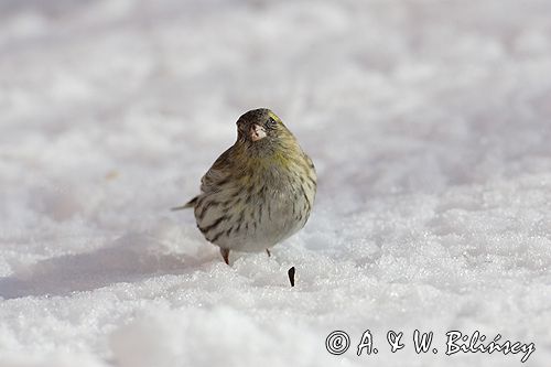 czyż, czyżyk Carduelis spinus