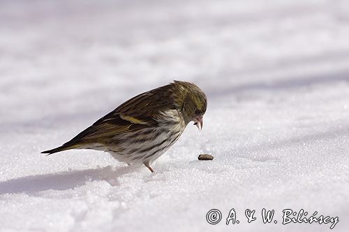 czyż, czyżyk Carduelis spinus
