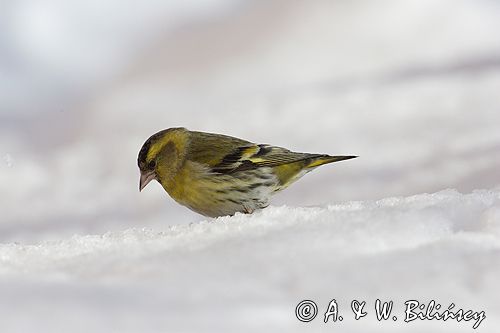 czyż, czyżyk Carduelis spinus