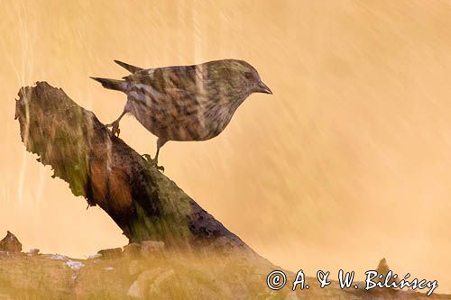 czyż, czyżyk Carduelis spinus, impresja