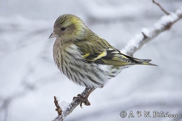 Czyż, czyżyk, Carduelis spinus, samica