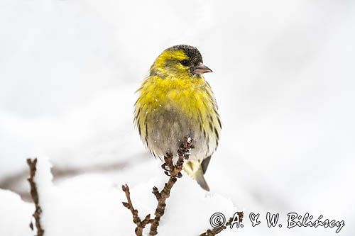 czyż, czyżyk Carduelis spinus, samiec