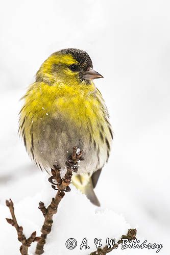 czyż, czyżyk Carduelis spinus, samiec