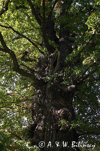 dąb Quercus Dąb szypułkowy Quereus robur) .