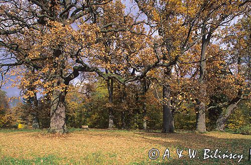 Białowieskie dęby Park Pałacowy Białowieża, Puszcza Białowieska