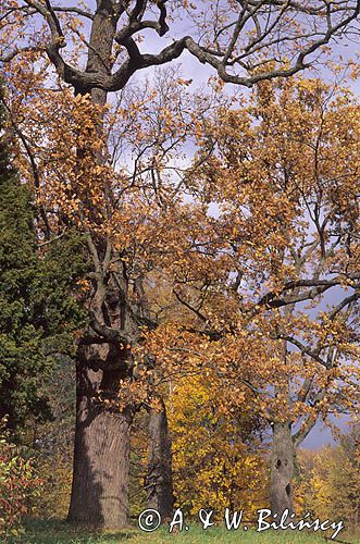 Białowieskie dęby Park Pałacowy Białowieża, Puszcza Białowieska