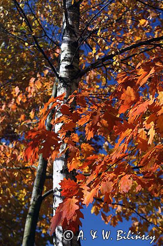 jesienne liście, dąb czerwony, Quercus rubra