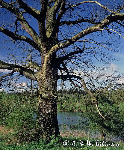 dąb nad jeziorem Czarnocin, Szczeciński Park Krajobrazowy