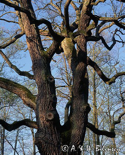 Dąb Kobenzy, Kampinoski Park Narodowy