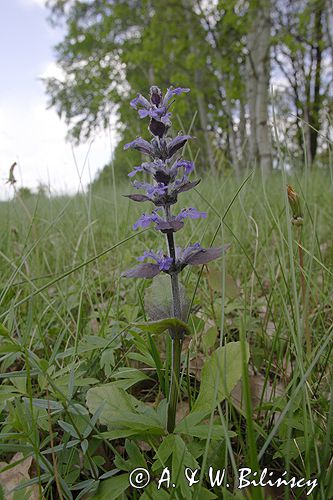 dąbrówka rozłogowa Ajuga reptans rezerwat 'Bojarski Grąd' Nadbużański Park Krajobrazowy