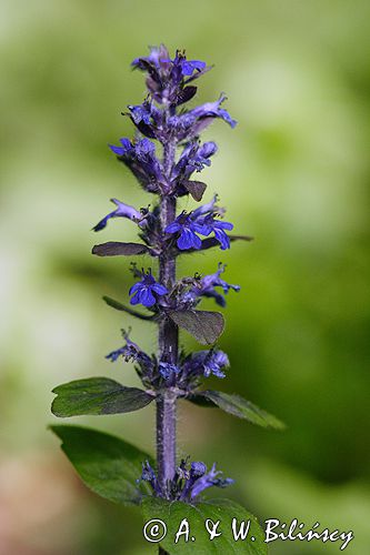 dąbrówka rozłogowa Ajuga reptans