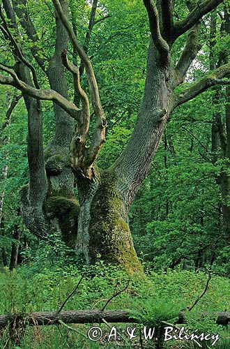 Dąb Wikingów, Woliński Park Narodowy,Wyspa Wolin