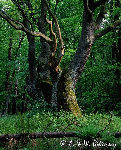 Dąb Wikingów, Woliński Park Narodowy