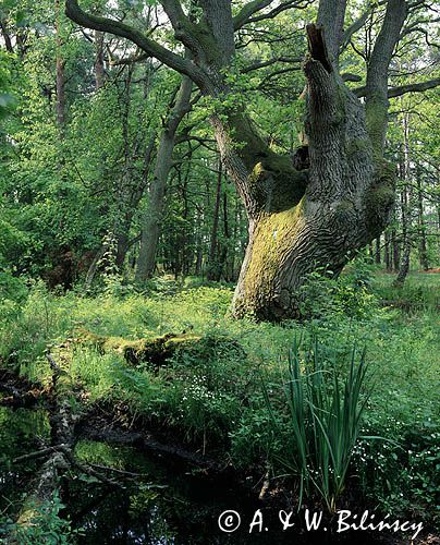 dąb Wikingów, Woliński Park Narodowy