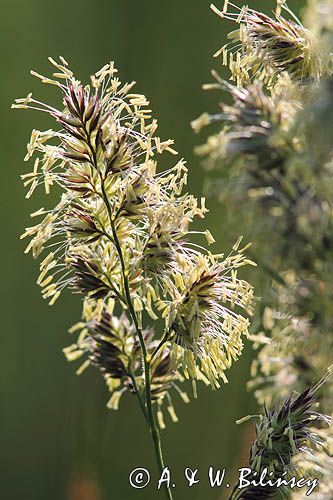 Kupkówka pospolita, Dactylis glomerata, rajgras niemiecki, trawa z rodziny wiechlinowatych, Bieszczady