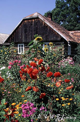 ogród, Daliowa, Beskid Niski