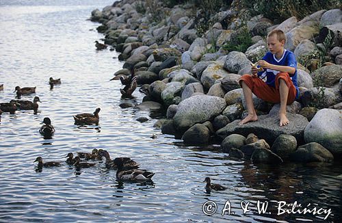 Chłopiec karmiący kaczki w Klintholm na wyspie Mon, Dania, wyspa Mon