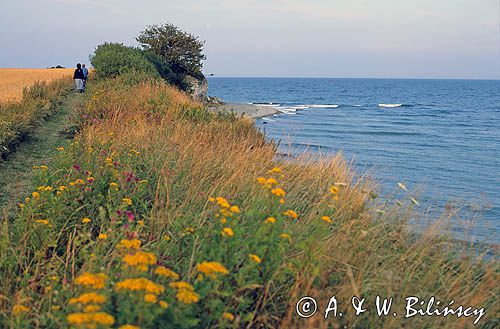 Stevns Klint koło Rodvig, wyspa Zelandia, Dania