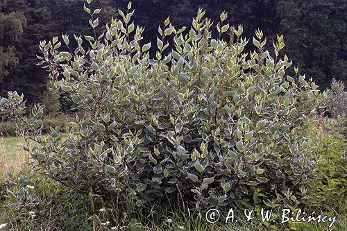 dereń biały pstrolistny Cornus alba argenteomarginata