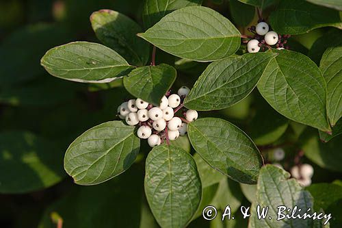 dereń biały, Cornus alba Sibirica