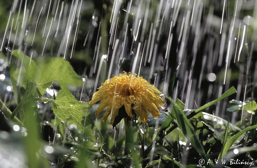 deszcz wiosna mlecz, miszek lekarski Taraxacum officinale