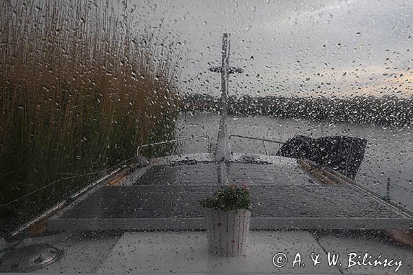 W deszczu, Ujście Nogatu, żuławy Wiślane