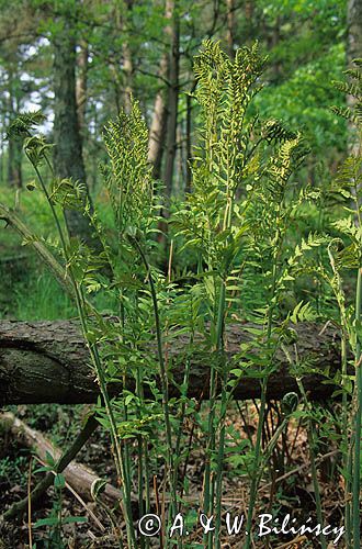 długosz królewski Osmunda regalis L.