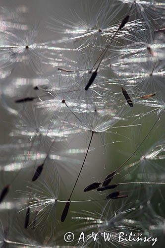 mlecz, mniszek lekarski, pospolity, Taraxacum officinale dmuchawce, nasiona