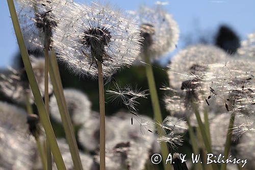 mlecz, mniszek lekarski, pospolity, Taraxacum officinale dmuchawce, nasiona