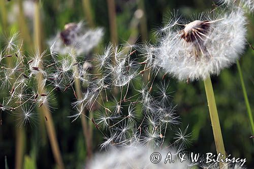 mlecz, mniszek lekarski, pospolity, Taraxacum officinale dmuchawce, nasiona