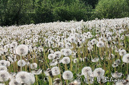 mlecz, mniszek lekarski, pospolity, Taraxacum officinale dmuchawce, nasiona