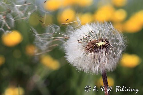 mlecz, mniszek lekarski, pospolity, Taraxacum officinale dmuchawce, nasiona