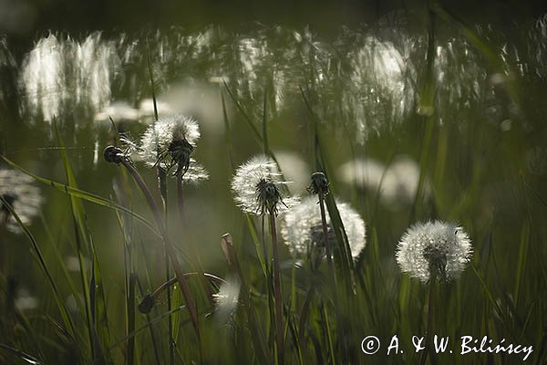 Taraxacum officinale, mniszek lekarski