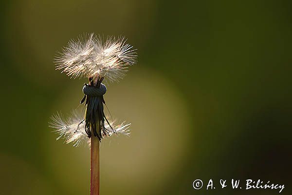 Taraxacum officinale, mniszek lekarski