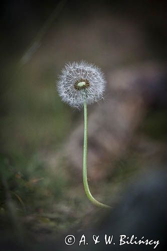 mlecz, mniszek lekarski, pospolity, Taraxacum officinale dmuchawce, nasiona