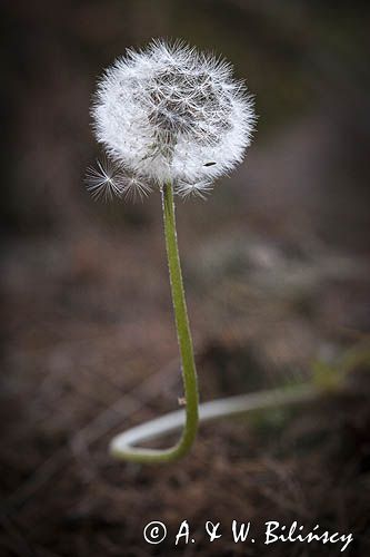 mlecz, mniszek lekarski, pospolity, Taraxacum officinale dmuchawce, nasiona