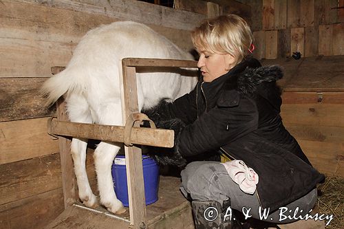 agroturystyka dojenie kozy