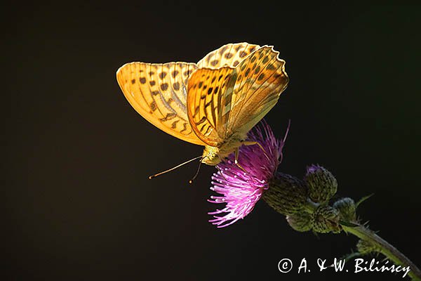 Dostojka malinowiec, perłowiec malinowiec, Argynnis paphia, samiec